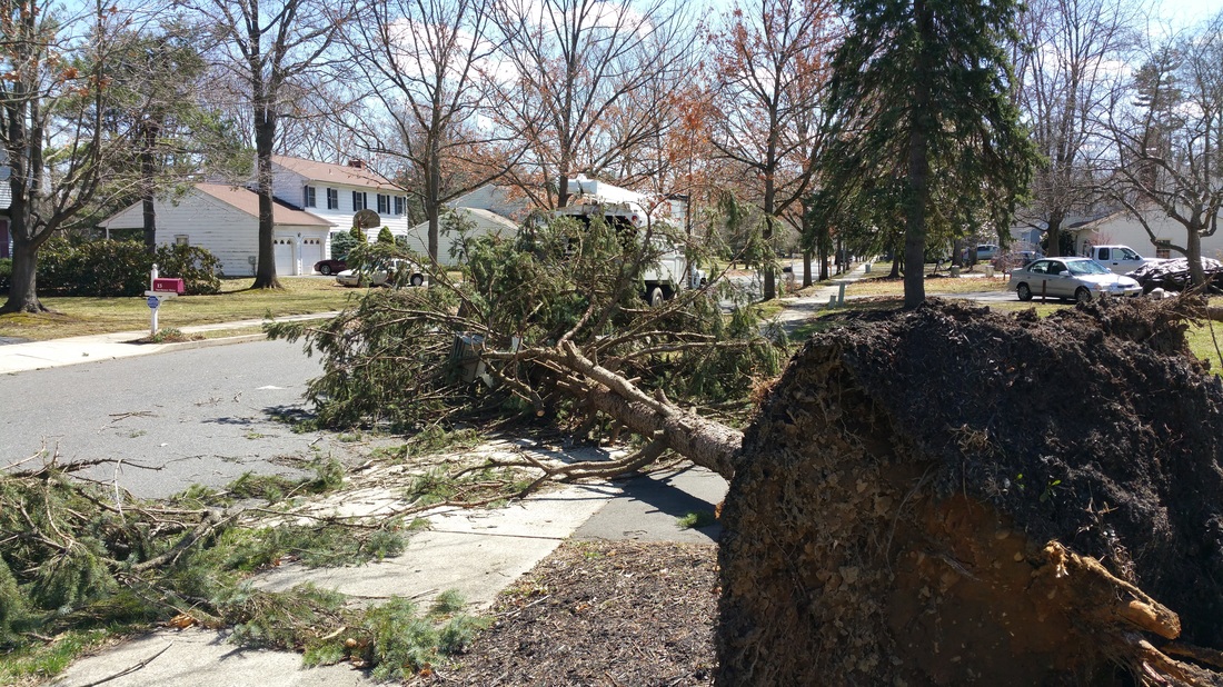 Pine Tree Removal and Clean-up