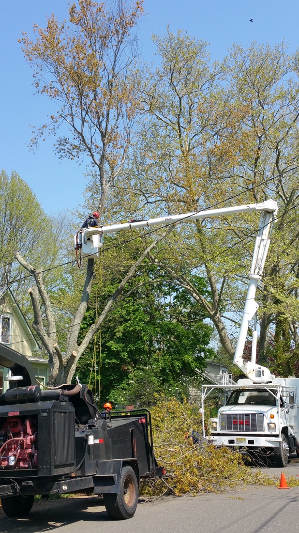 Tree Removal in Princeton