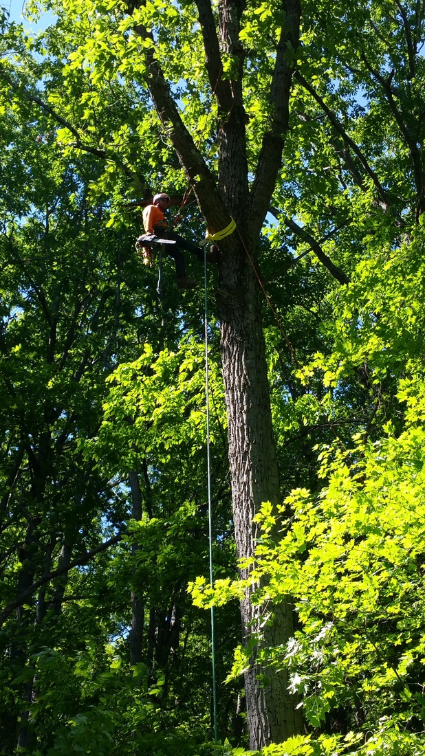 Tree Trimming Readiness